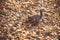 Squirrel, autumn, looking for acorn in dry leaves