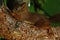 Squirrel baby, Sciurus vulgaris in closeup posing in a pine