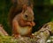 Squirrel baby, Sciurus vulgaris in closeup posing in a pine