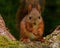 Squirrel baby, Sciurus vulgaris in closeup posing in a pine