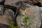 Squirrel, Banff National Park, Rocky Mountains, Canada