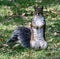 A Squirrel Begging
