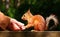 Squirrel on the bench takes nuts from man\'s hand