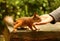 Squirrel on the bench takes nuts from woman\'s hand