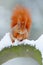 Squirrel with big orange tail. Feeding scene on the tree. Cute orange red squirrel eats a nut in winter scene with snow, Czech rep