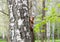 Squirrel on a birch tree
