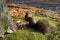 Squirrel with black fur and fluffy tail