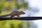 Squirrel on a black wire