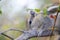 Squirrel on a branch eating insects