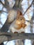 A squirrel on the branch of the tree in winter