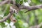 Squirrel brown color on a tree in the nature wild