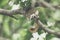 Squirrel brown color on a tree in the nature wild