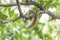 Squirrel brown color on a tree in the nature wild