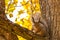 Squirrel brown white fluffy tail sits on a tree branch winded cr