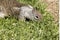 Squirrel browsing for the perfect piece of grass from a green mowed lawn