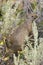 Squirrel in the bushes at Trout Lake in Lamar Valley in Yellowstone National Park