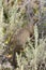 Squirrel in the bushes at Trout Lake in Lamar Valley in Yellowstone National Park