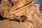 Squirrel on canyon rocks