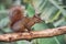 Squirrel carefully walks on a dry tree