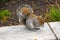 Squirrel of the Central park, New York