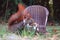 Squirrel on a chair in summer time