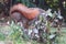 Squirrel on a chair in summer time