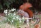 Squirrel on a chair in summer time