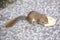 Squirrel in China eating leftover bread