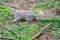 Squirrel in the city park receives nuts from tourists