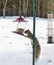 Squirrel Climbing Bird Feed