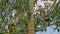 squirrel climbing down the betel nut tree