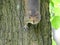 Squirrel Climbing down a Mulberry Tree Stops to Stare to You