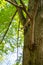 a squirrel climbing on the side of a tree in the forest