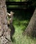 Squirrel climbing tree