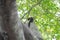 A squirrel climbing up a tree trunk in a forest foliage