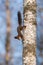 A squirrel climbs on a birch trunk
