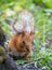 Squirrel climbs to top a tree