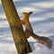 A squirrel climbs a tree