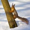 A squirrel climbs a tree