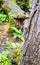 A squirrel climbs a tree, China - June 15, 2017: a wild squirrel flees from the ground in jiuzhaigou, sichuan province, China.