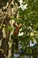 A squirrel climbs up a birch tree to its cabin