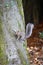 Squirrel clinging to a tree