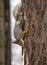 The squirrel clings to the trunk of a pine tree with its claws in the upside-down position and gnaws at the bark of the tree.