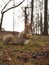 Squirrel closeup