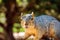 Squirrel Closeup