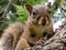 Squirrel closeup on a branch