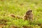 Squirrel collecting nesting material