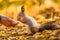 Squirrel communicates with human in the autumn park