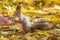 Squirrel communicates with man in the autumn park