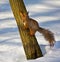 The squirrel communicates with the photographer